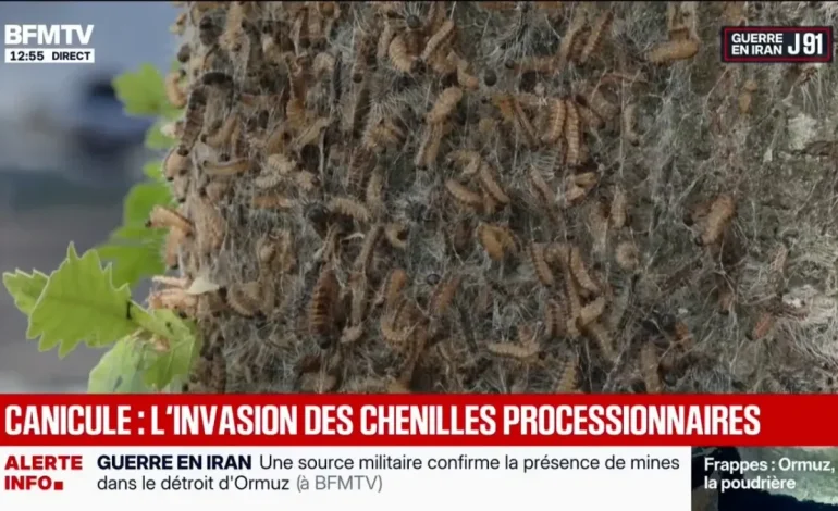 Les dangers des chenilles urticantes pour l&rsquo;homme et les animaux