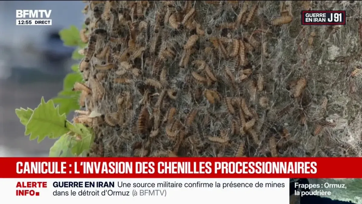 Les dangers des chenilles urticantes pour l&rsquo;homme et les animaux