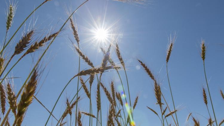 Prévisions météo estivales pour la semaine à venir