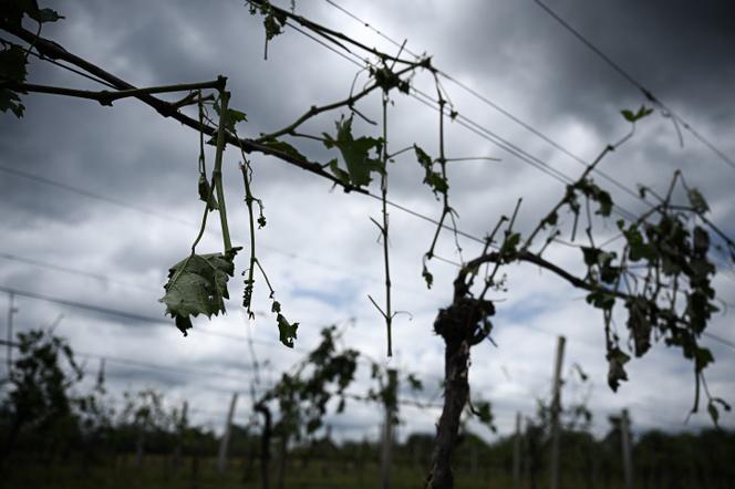 Les effets du changement climatique sur la grêle et l&rsquo;impact sur le vignoble français