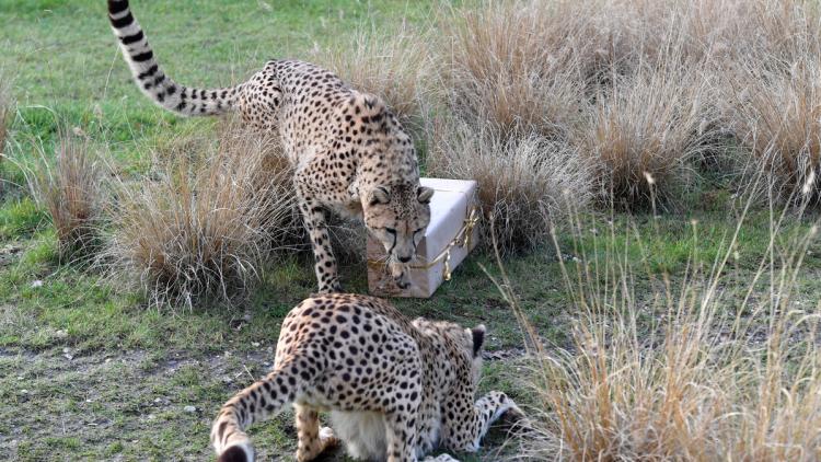 L&rsquo;Impact Global du Projet Icarus sur la Surveillance des Animaux Sauvages