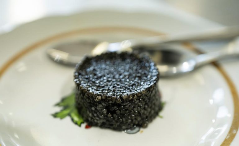 Le déclin de l&rsquo;esturgeon et l&rsquo;avenir du caviar noir