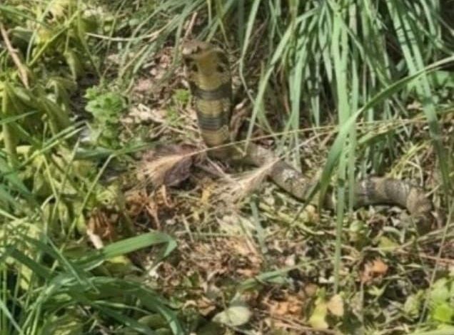 La traque d&rsquo;un cobra à lunettes dans le nord de Toulouse