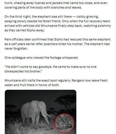 Le mythe de l&rsquo;éléphant du parc national Kruger