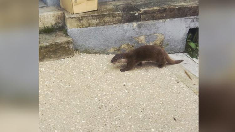 Le retour de la loutre d&rsquo;Europe en France