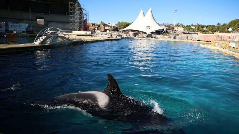 Transfert imminent des orques et dauphins de Marineland vers l&rsquo;Espagne