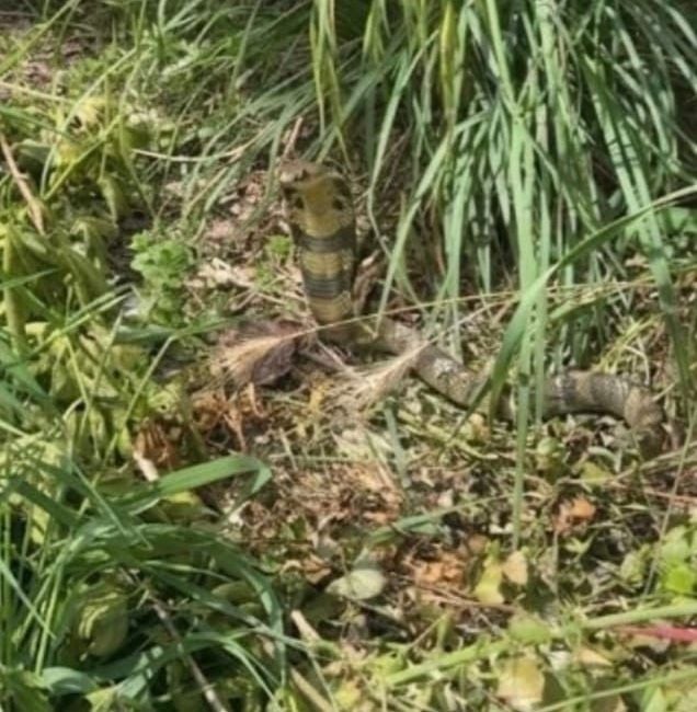 Recherche active d&rsquo;un cobra venimeux au nord de Toulouse