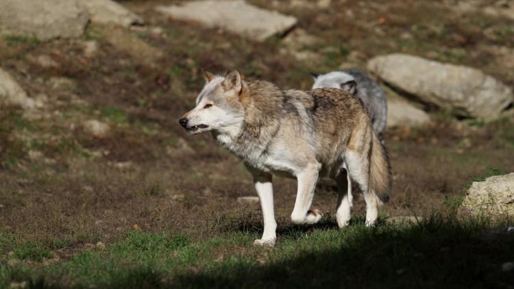 Augmentation de l&rsquo;abattage de loups : un amendement controversé crée débat