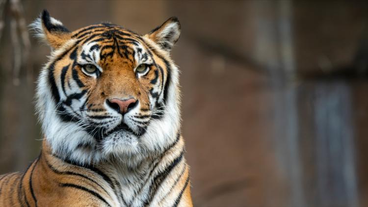 Un tigre en fuite abattu par la police à Leipzig