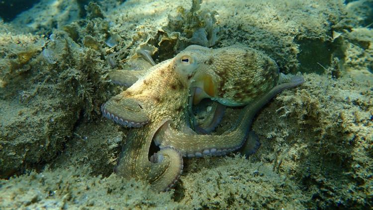Expansion rapide des poulpes sur les côtes bretonnes