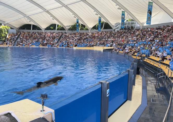 Transfert imminent des orques et dauphins de Marineland vers l&rsquo;Espagne