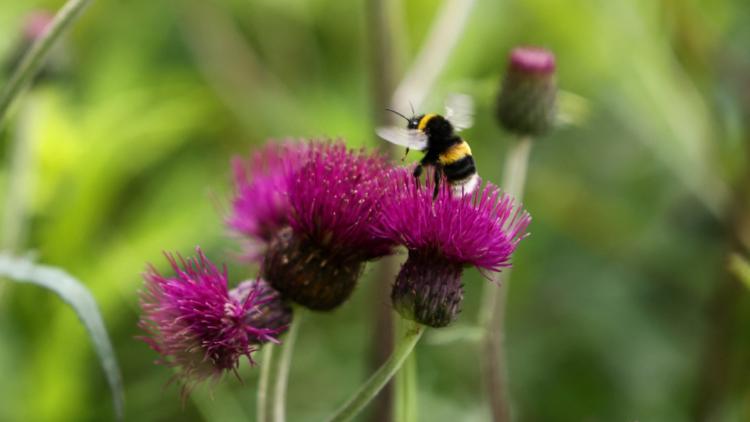 Distinguer les abeilles des guêpes