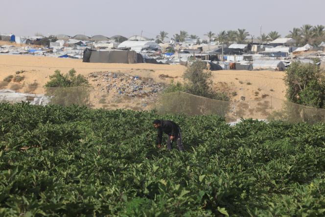 Agriculture en crise dans la bande de Gaza