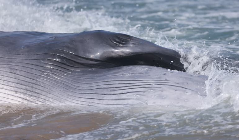 Échouage d&rsquo;un rorqual commun sur l&rsquo;île de Ré