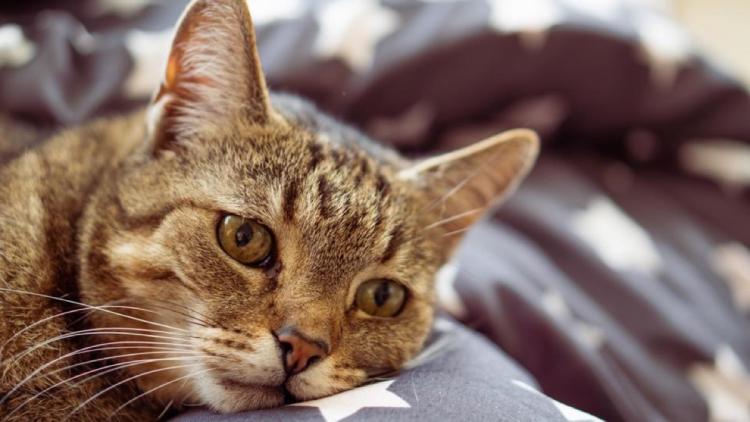 Reconnaître les Signes de Malaise chez Votre Chat