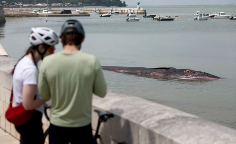 Échouage d&rsquo;un rorqual commun sur l&rsquo;Ile de Ré