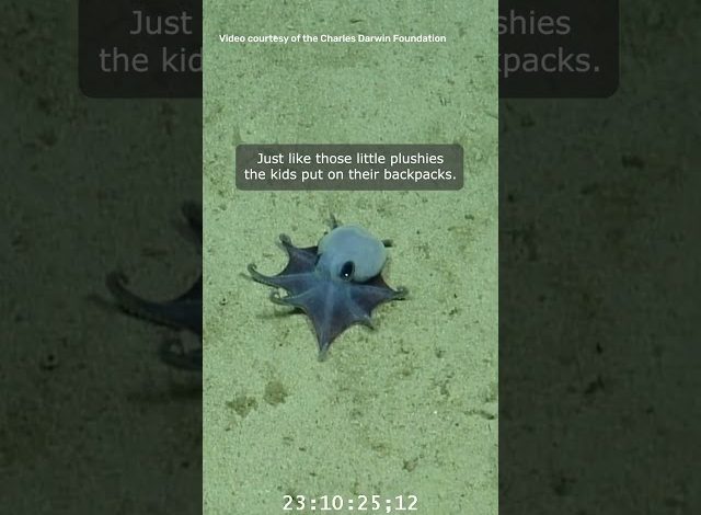 Découverte d&rsquo;une nouvelle espèce de pieuvre aux Galápagos