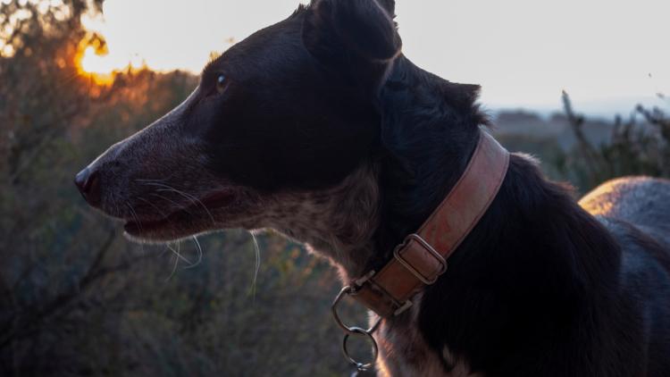 Une start-up chinoise lance un traducteur pour animaux de compagnie