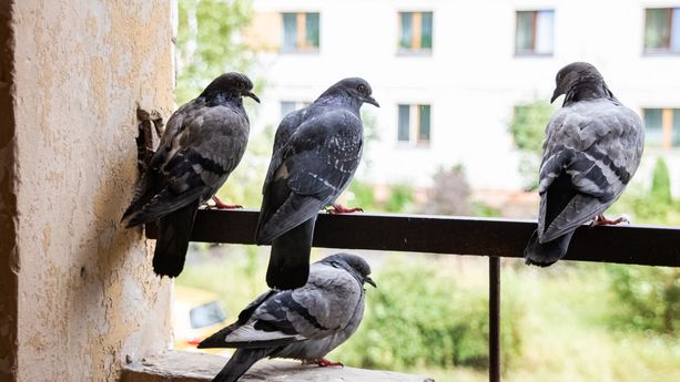 Les Recours Face au Nourrissage des Pigeons en Zone Urbaine