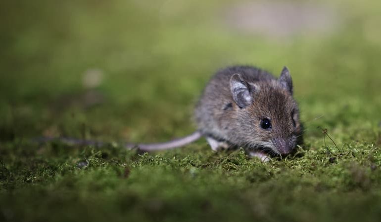 Invasion de souris en Australie : un défi colossal