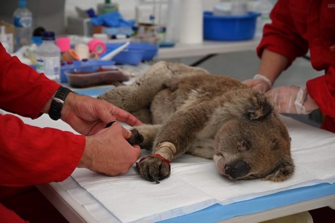 À la recherche d&rsquo;un nouveau chien pour protéger les koalas