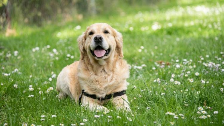 Races de chiens les plus fragiles
