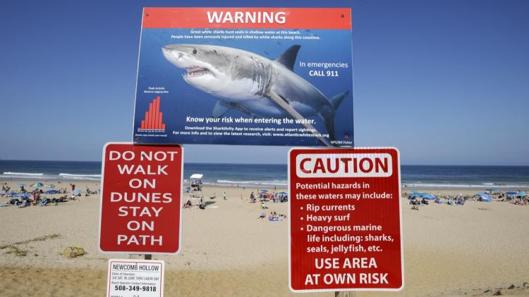 Augmentation des Observations de Requins sur la Côte Est des États-Unis