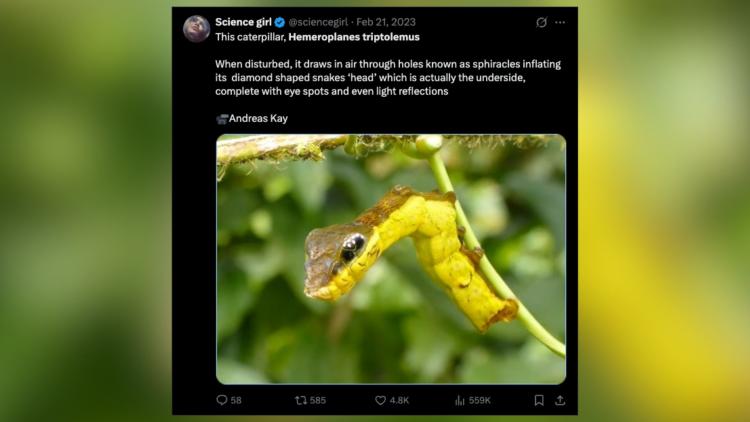 Un insecte se transforme en serpent pour tromper ses prédateurs