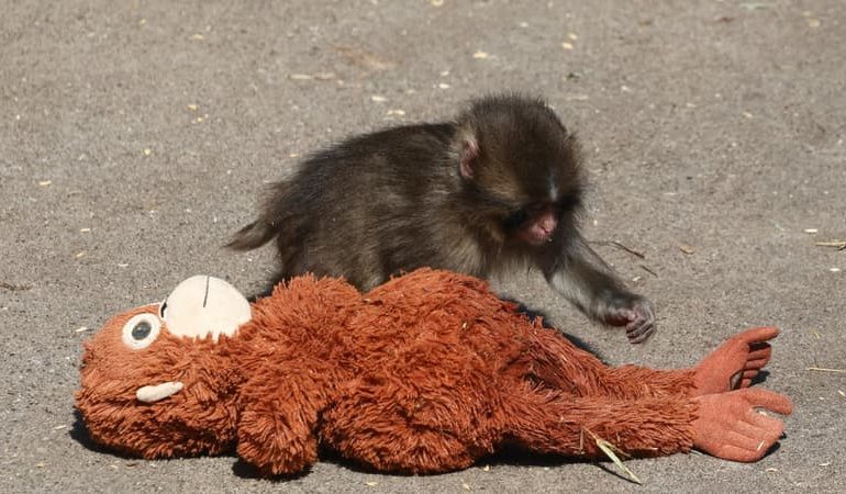 Deux Américains Arrêtés au Japon pour Entrée Illégale dans un Zoo