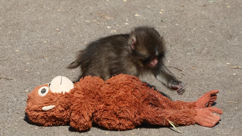 Deux Américains Arrêtés au Japon pour Entrée Illégale dans un Zoo
