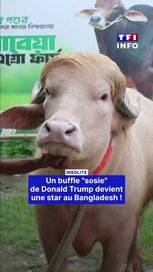 Un buffle au Bangladesh fait sensation pour sa coiffure