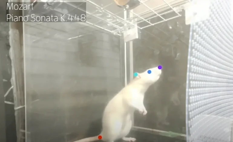 Le Rat Brun : Un Animal Méconnu et Injustement Stigmatisé