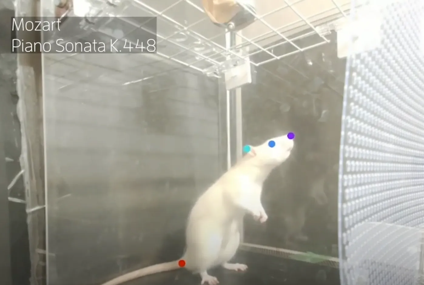 Le Rat Brun : Un Animal Méconnu et Injustement Stigmatisé