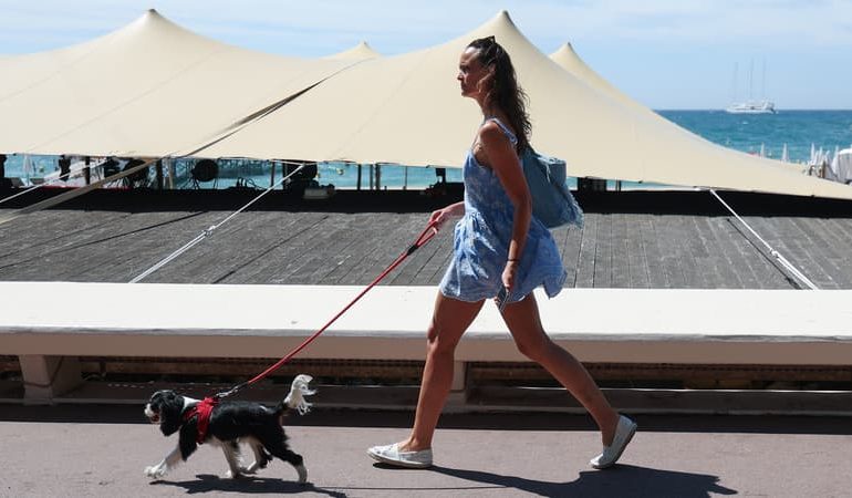 Sauvetage de Chiens lors d&rsquo;une Vague de Chaleur