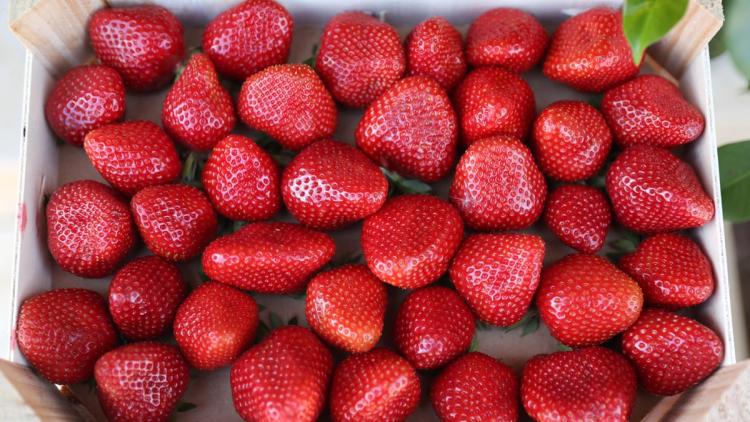 Des alternatives au sucre pour savourer vos fraises