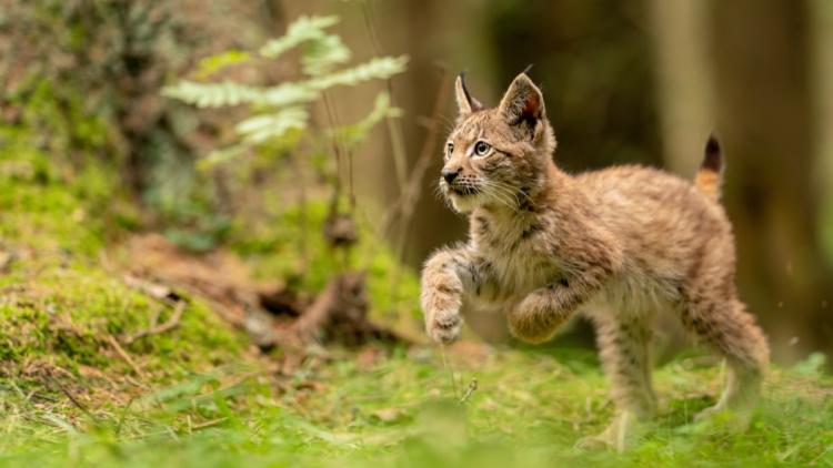 Une sexagénaire condamnée pour avoir tué un lynx en Alsace