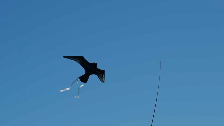 Expérimentations pour Protéger les Oiseaux Marins Capturés Accidentellement