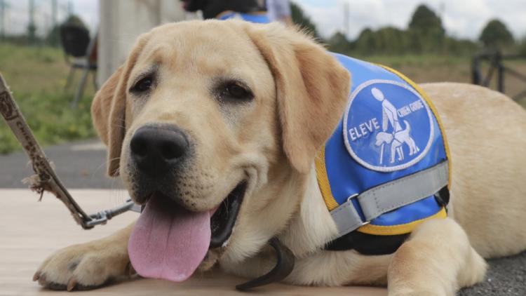 Renforcement des droits des personnes handicapées et de leurs chiens guides
