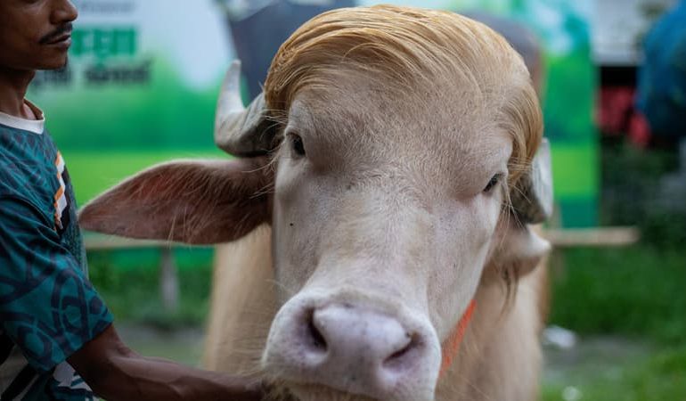 Un buffle albinos « Donald Trump » attire les foules au Bangladesh