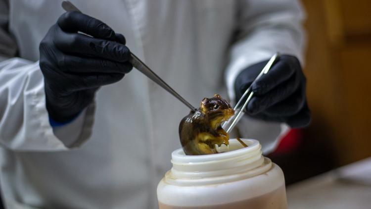 Hantavirus en France : situation actuelle et vigilance