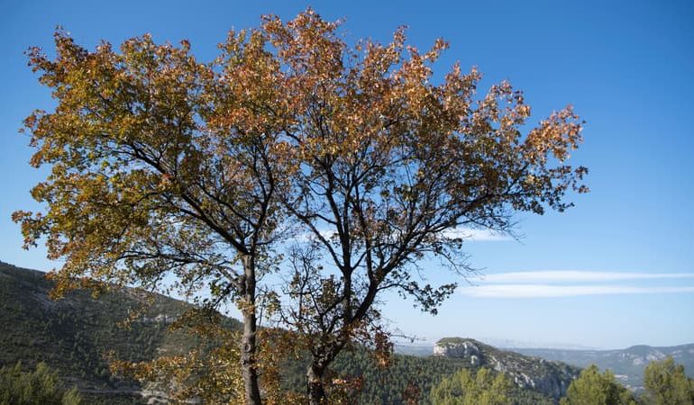 Précautions contre les incendies dans les massifs forestiers du Var