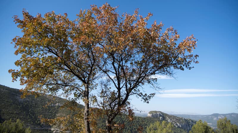 Précautions contre les incendies dans les massifs forestiers du Var