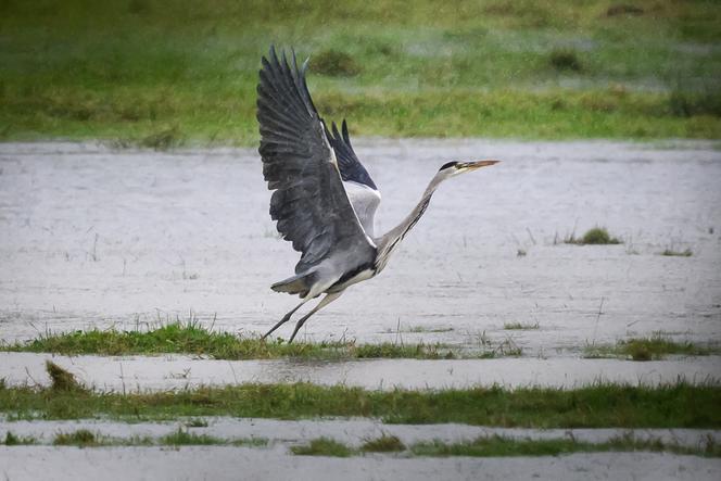 Les oiseaux de France : entre déclin et diversité