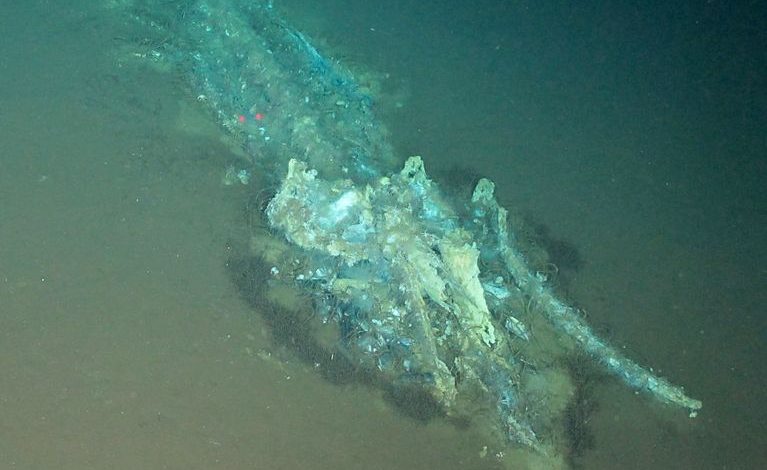 Découverte du plus grand cimetière de baleines au monde