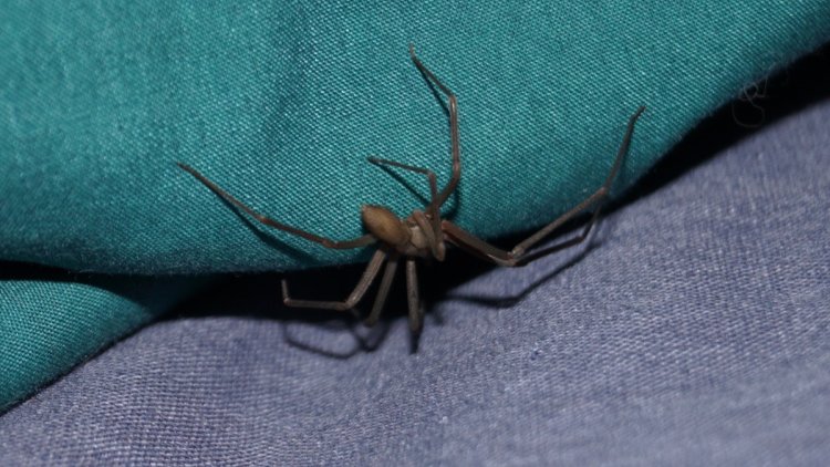 Prise en charge rapide suite à une morsure d&rsquo;araignée venimeuse en Espagne