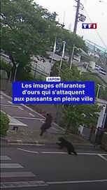 Les attaques d&rsquo;ours préoccupent Fukushima