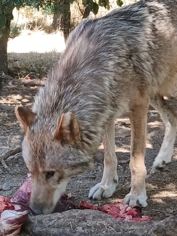 Explorer la nature en Lozère : Bisons et loups en Margeride