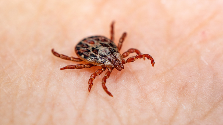 Protéger efficacement contre les tiques et la maladie de Lyme