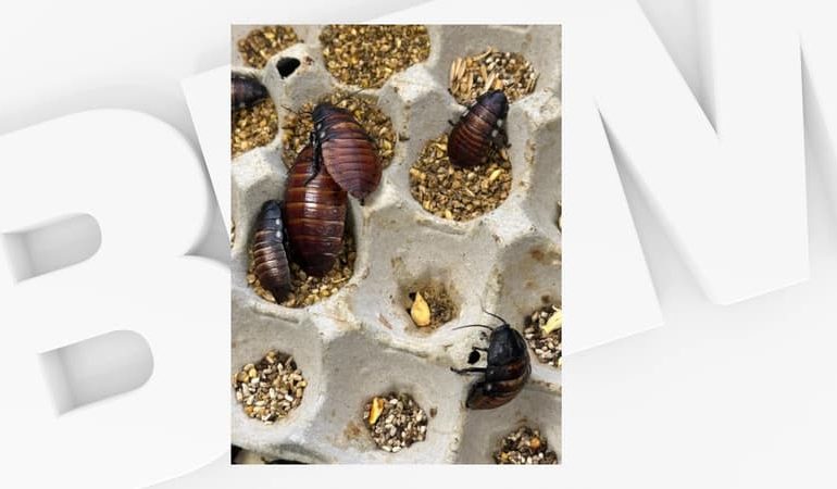 Saisie de 100 000 cafards de contrebande en Australie