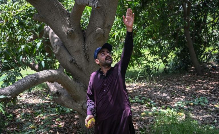La crise dans la région du Golfe affecte l&rsquo;exportation des mangues pakistanaises